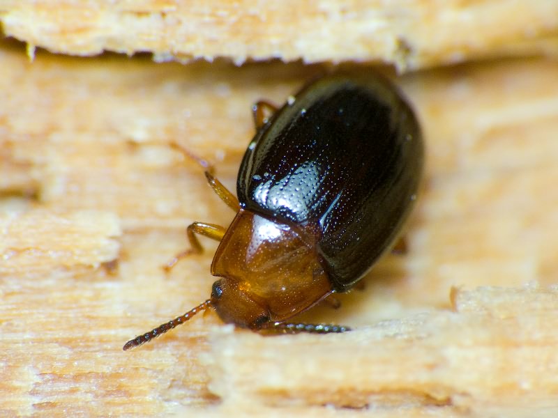 Scaphidema metallicum bicolor (Fabricius, 1798)